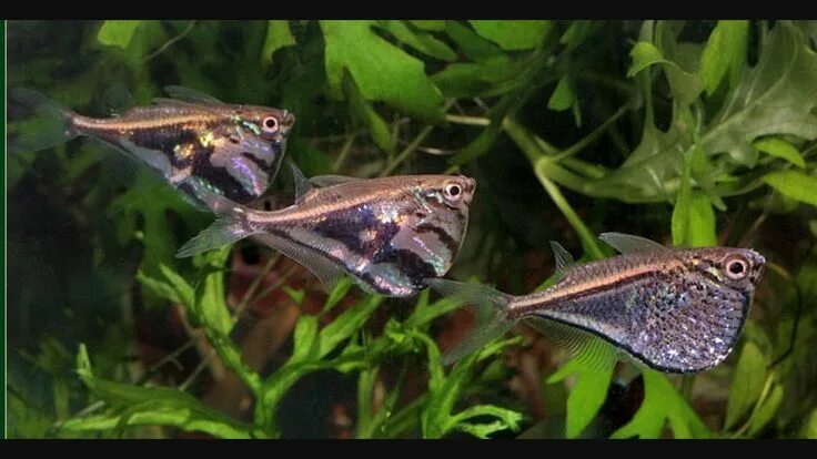 Карнегиелла рыбка аквариумная фото Carnegiella Aquarium fish, Freshwater aquarium, Tropical freshwater fish