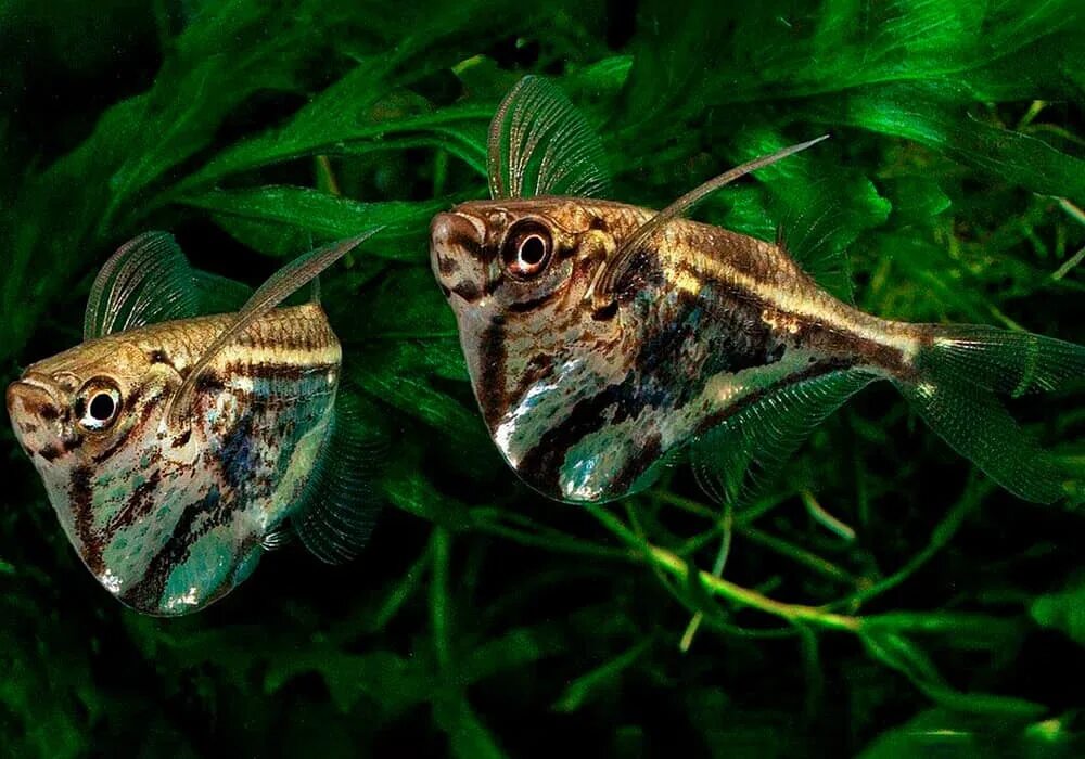 Карнегиелла рыбка аквариумная фото Карнегиелла мраморная (Carnegiella strigata)