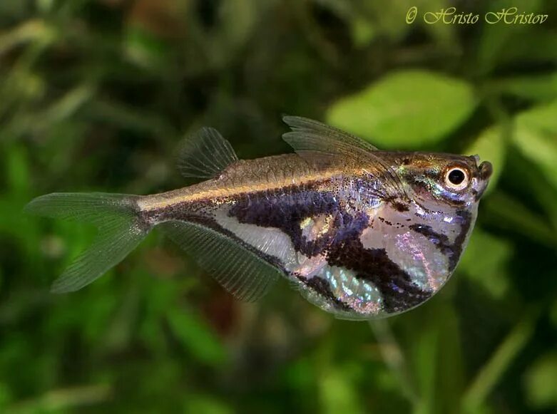 Карнегиелла рыбка аквариумная фото Carnegiella strigata: marbled hatchetfish Freshwater fish, Saltwater aquarium fi