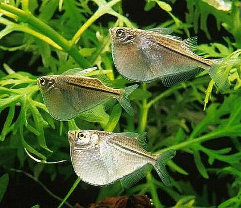 Карнегиелла рыбка аквариумная фото Blackwing Hatchetfish (Carnegiella marthae) Tropical Fish Keeping Best aquarium 
