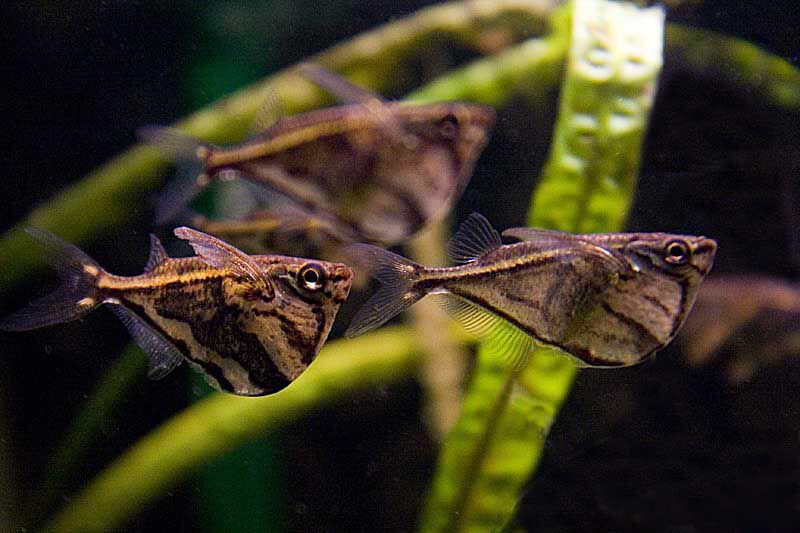Карнегиелла рыбка аквариумная фото Carnegiella strigata (GÜNTHER, 1864)Marbled Hatchetfish Peixes, Habitat, Trafico