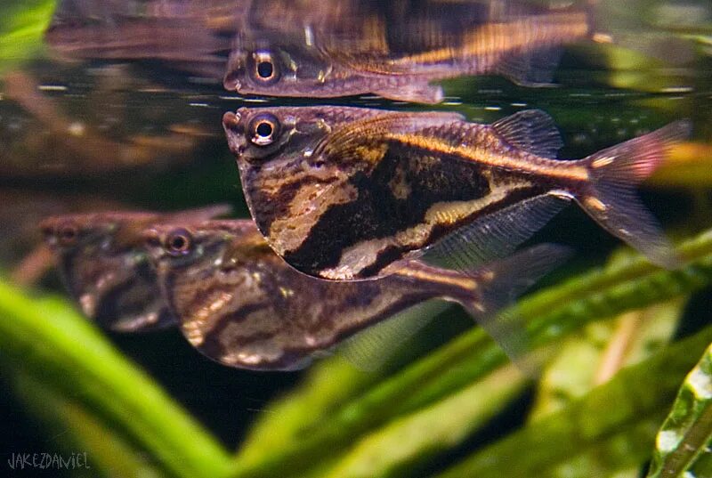 Карнегиелла рыбка аквариумная фото Карнегиелла мраморная (Carnegiella strigata)
