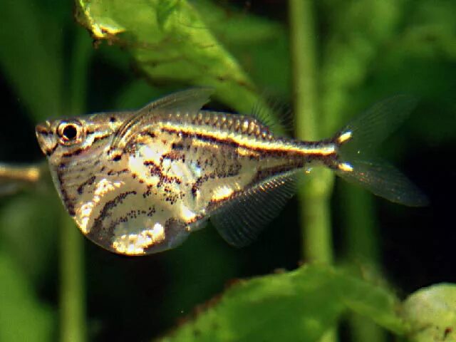 Карнегиелла рыбка аквариумная фото Carnegiella strigata