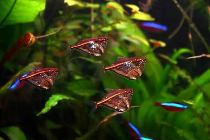 Карнегиелла рыбка аквариумная фото Carnegiella strigata (GÜNTHER, 1864)Marbled Hatchetfish Aquarium fish, Aquatic e