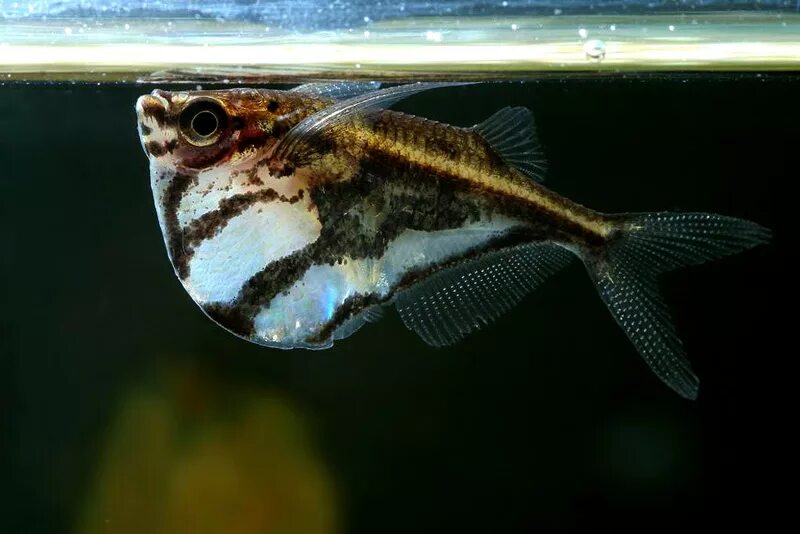 Карнегиелла рыбка аквариумная фото Карнегиелла мраморная (Carnegiella strigata)