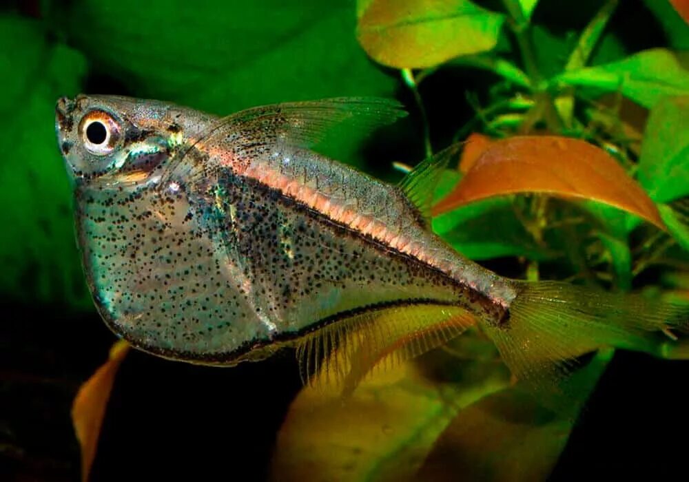 Карнегиелла рыбка аквариумная фото Карнегиелла марта (Carnegiella marthae)