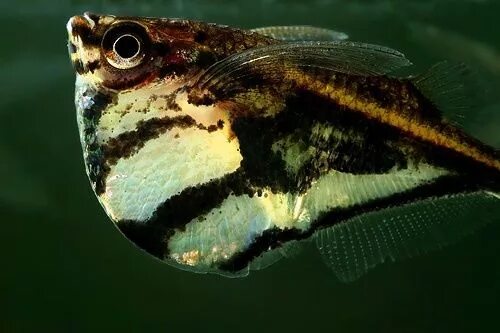 Карнегиелла рыбка аквариумная фото Carnegiella strigata fasciata - dwergbijlzalm Aquariumvissen, Vissen, Tropische 