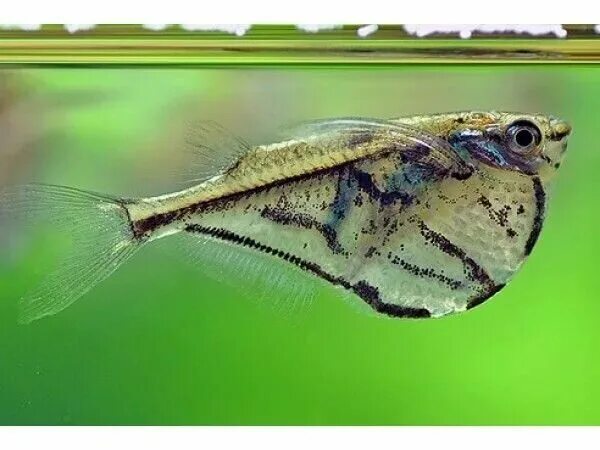 Карнегиелла рыбка аквариумная фото Мраморная рыба-топорик или Карнегиелла(Carnegiella strigata) Рыбки Растения Аква