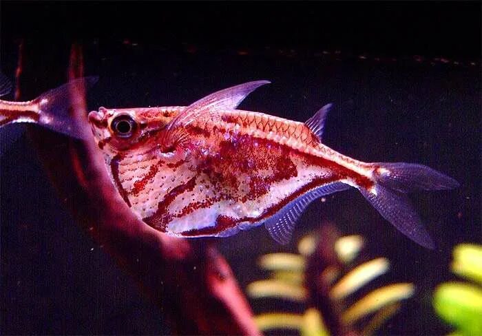 Карнегиелла рыбка аквариумная фото Полосатая карнегиелла (Carnegiella strigata) фото, условия содержания, ареал, кл
