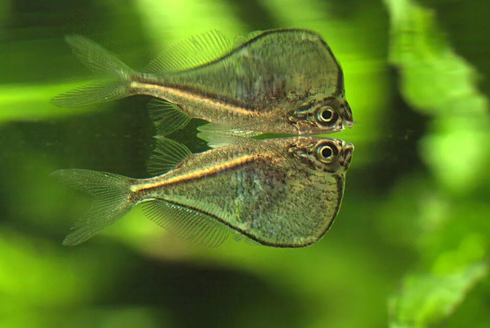 Карнегиелла рыбка аквариумная фото Карнегиелла Марты, рыбка Чернокнижник (Carnegiella marthae) купить недорого в Мо