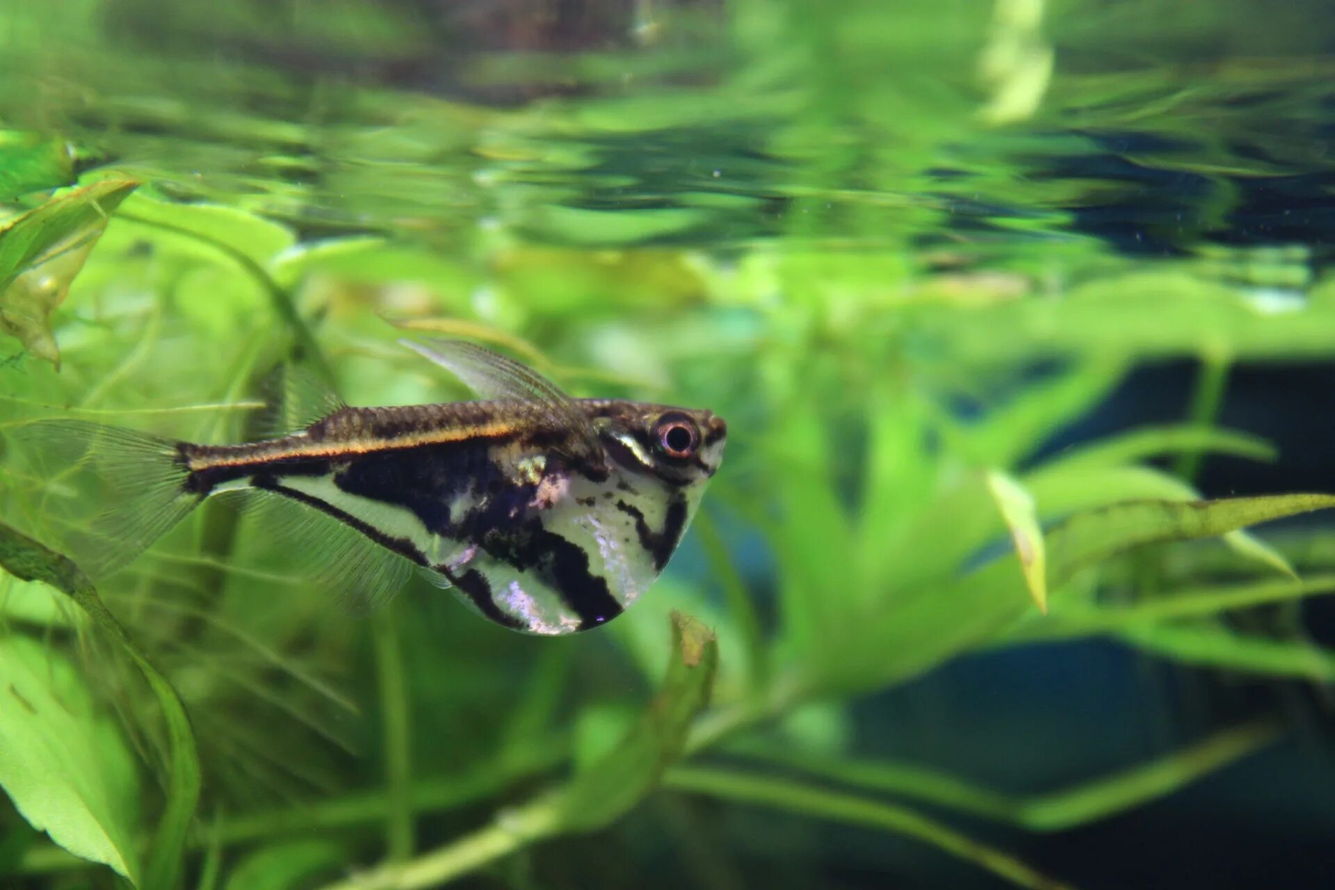 Карнегиелла рыбка аквариумная фото Carnegiella strigata (Mermer Balta Balığı)