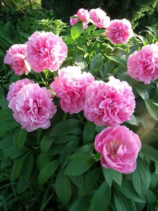 Карнейшен букет пион фото отзывы Пион Карнейшен Букет/Carnation Bouque Пионы. Декоративноцветущие луковицы, расса