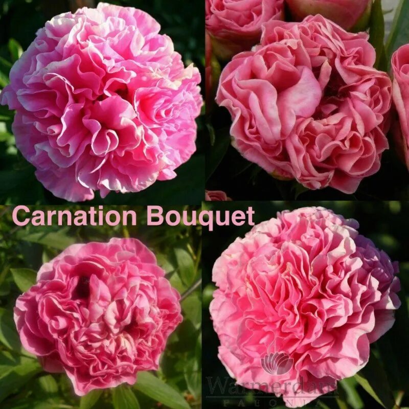 Карнейшен букет пион фото отзывы ✅ Купить Пион КАРНЕЙШЕН БУКЕТ CARNATION BOUQUET в Витебске - саженцы по низкой ц