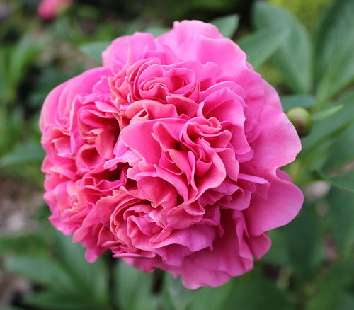 Карнейшен букет пион фото отзывы Пион Carnation Bouquet (Карнейшн Букей) Carnation bouquet, Carnations, Bouquet