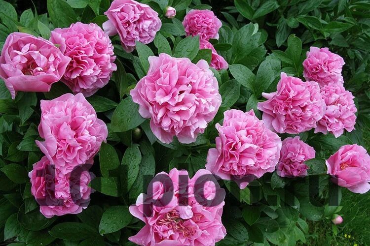 Карнейшен букет пион фото отзывы Купить пион травянистый Carnation Bouquet / Пион Карнэйшн Букет в интернет-магаз