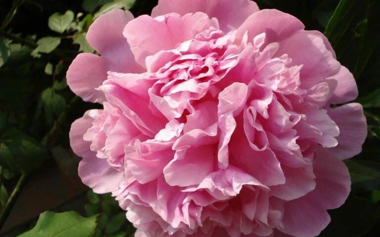 Карнейшен букет пион фото отзывы 42 Flowers That You Can Eat (And How to Eat Them) - LifeHack Flowers, Dianthus f