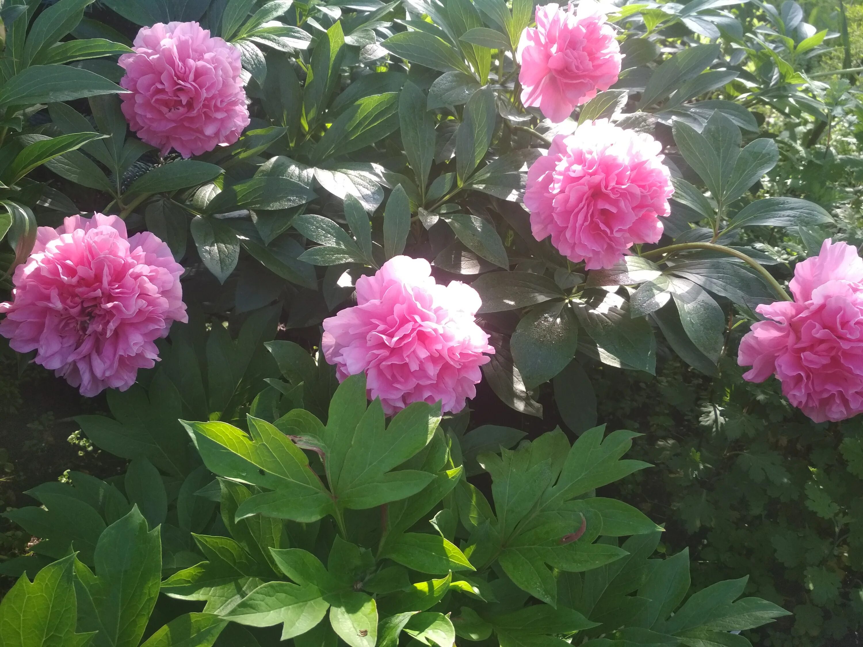 Карнейшен букет пион фото отзывы Paeonia 'Carnation Bouquet' - Садовые ноты