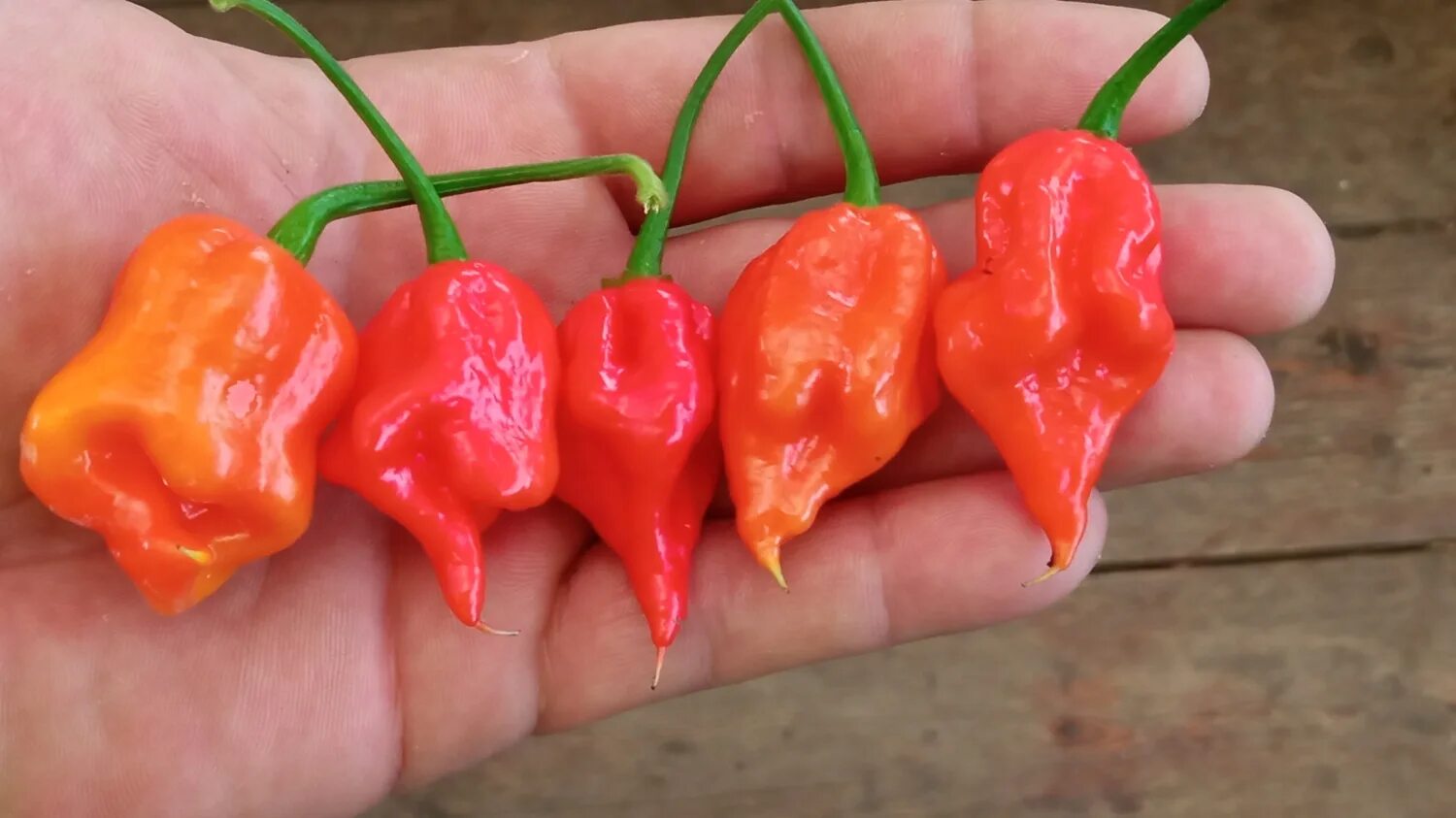 Каролина риппер перец фото и описание Острый перец СТАР 3221 (Carolina Reaper cross #10)