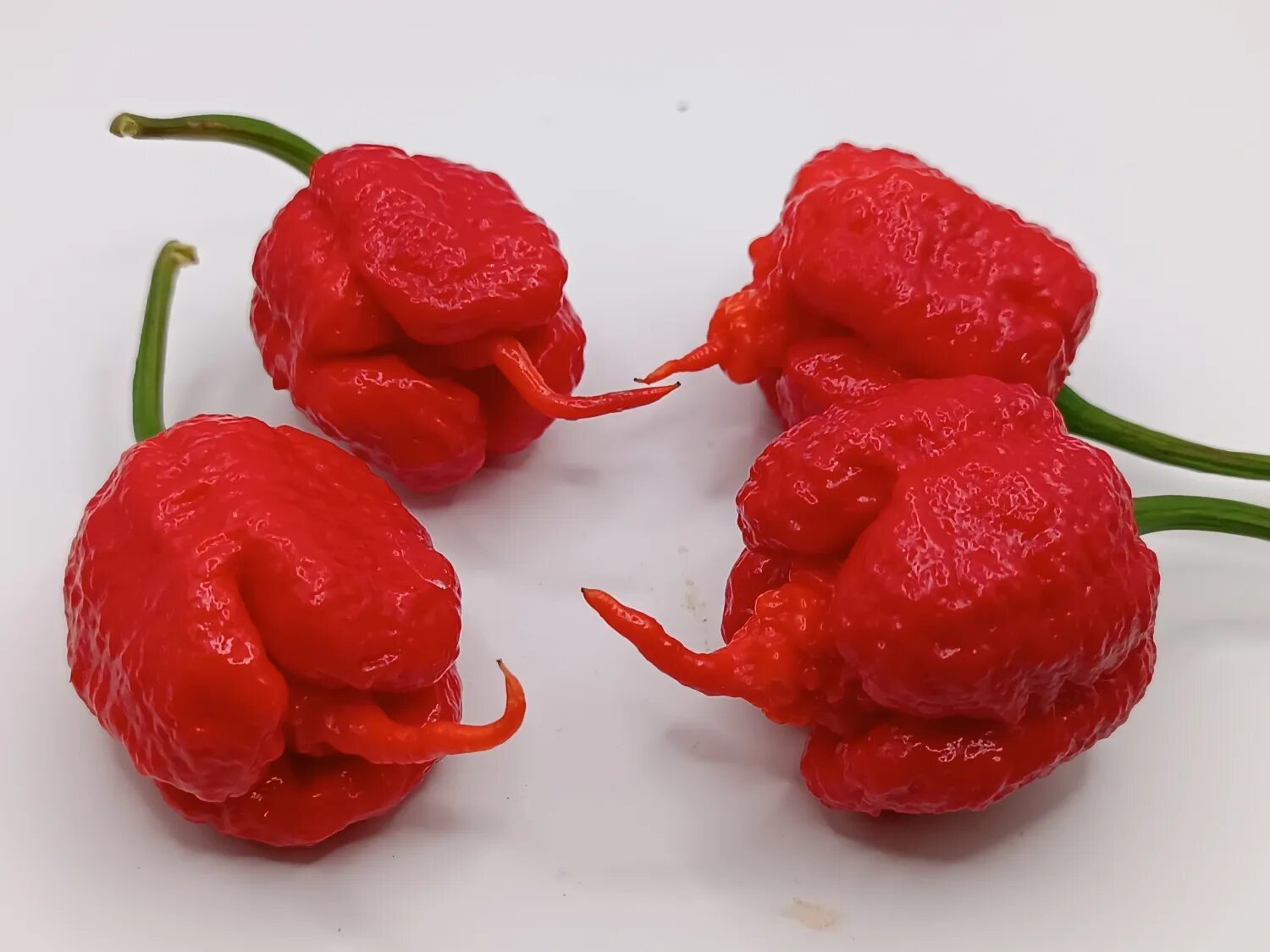 Каролина риппер перец фото и описание Острый перец Reaper Equis