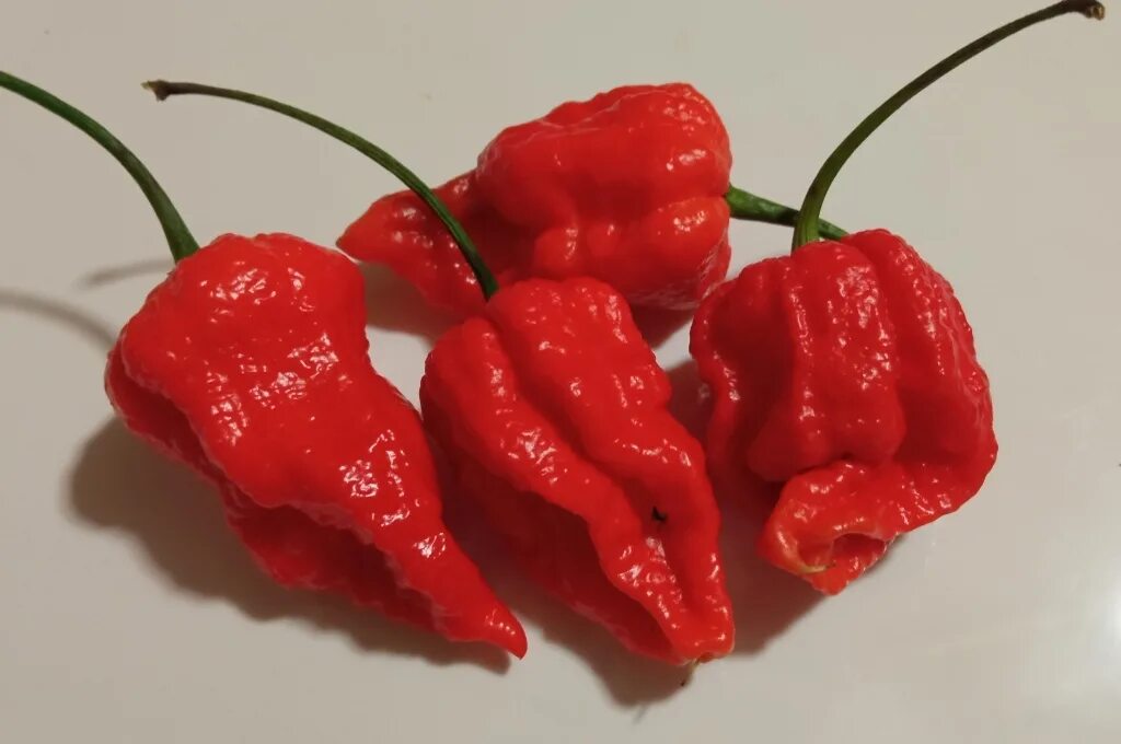 Каролина риппер перец фото и описание Острый перец Carolina Reaper cross #3