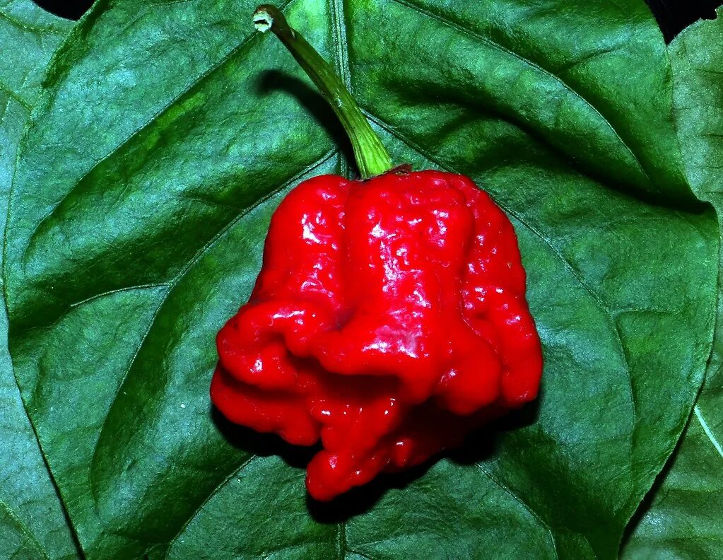 Каролина риппер перец фото и описание Pepper #31: CAROLINA REAPER #1 (World's Hottest Pepper) Flickr