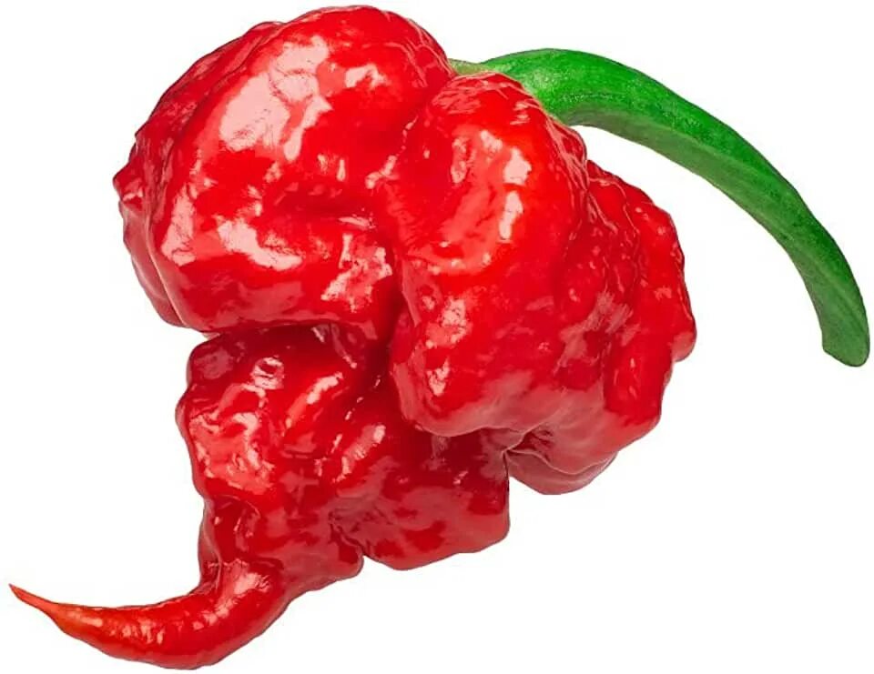 Каролина риппер перец фото и описание Amazon.com: Hot Pepper Plants Live