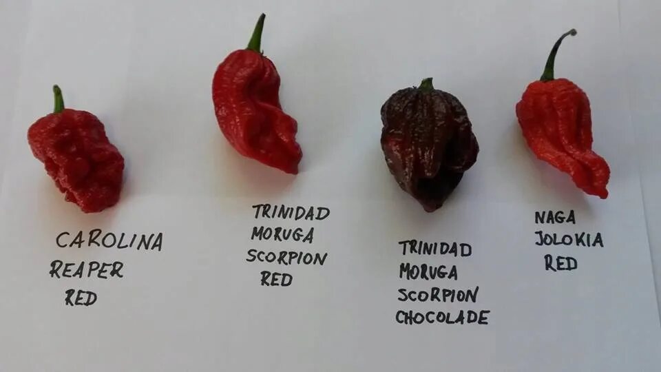 Каролина риппер перец фото и описание Купить Свежий! ШОКОЛАД ТРИНИДАД МОРУГА СКОРПИОН 25г: отзывы, фото и характеристи