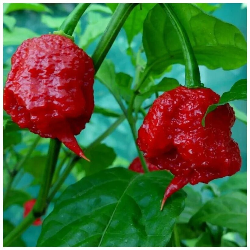 Каролина риппер перец фото и описание Перец острый Каролина Рипер - Каролинский жнец (лат. Carolina Reaper) семена 5шт