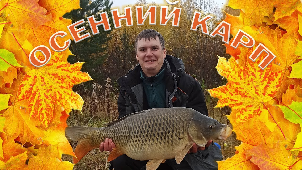 Карп осенью на что ловить в октябре ОСЕННИЕ КАРПЫ 10+ КАРП ОСЕНЬЮ НА FLAT FEEDER РЫБАЛКА В ПЕРМСКОМ КРАЕ НА КАНАЛЕ -
