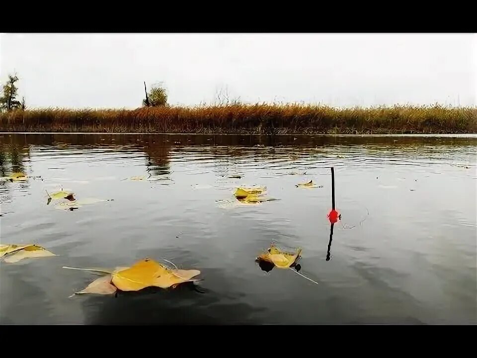 Карп осенью на что ловить в октябре Рыбалка в ноябре на поплавок Ловля КАРПА И КАРАСЯ - YouTube Ловля карпа, Рыбалка