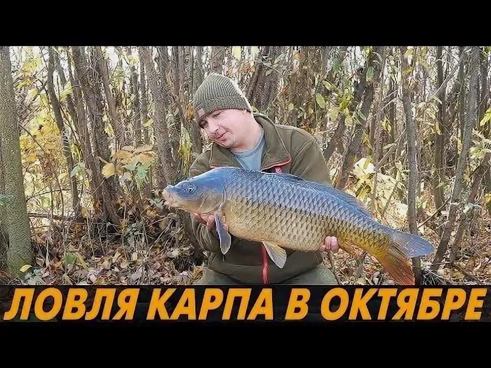 Карп осенью на что ловить в сентябре ЛОВЛЯ КАРПА ПОЗДНЕЙ ОСЕНЬЮ. ПРИКОМРКА и НАСАДКИ по холодной воде?! Высокополье -
