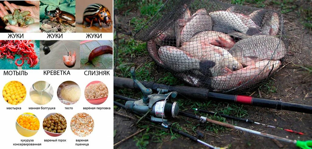 Карп осенью на что ловить в сентябре Снасти для ловли крупного карася Рыбалка Лучший отдых Дзен