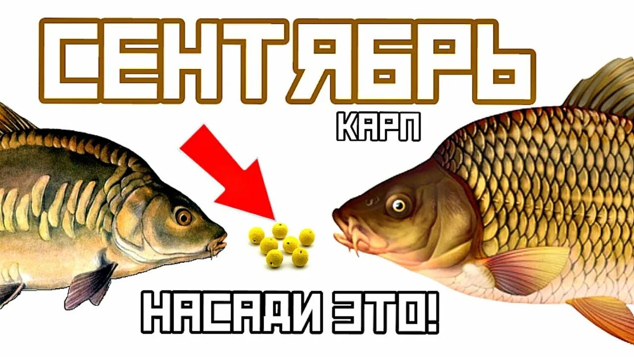 Карп осенью на что лучше ловить На это карп клюет как бешенный в сентябре! Лучшие наживки и насадки на карпа в с