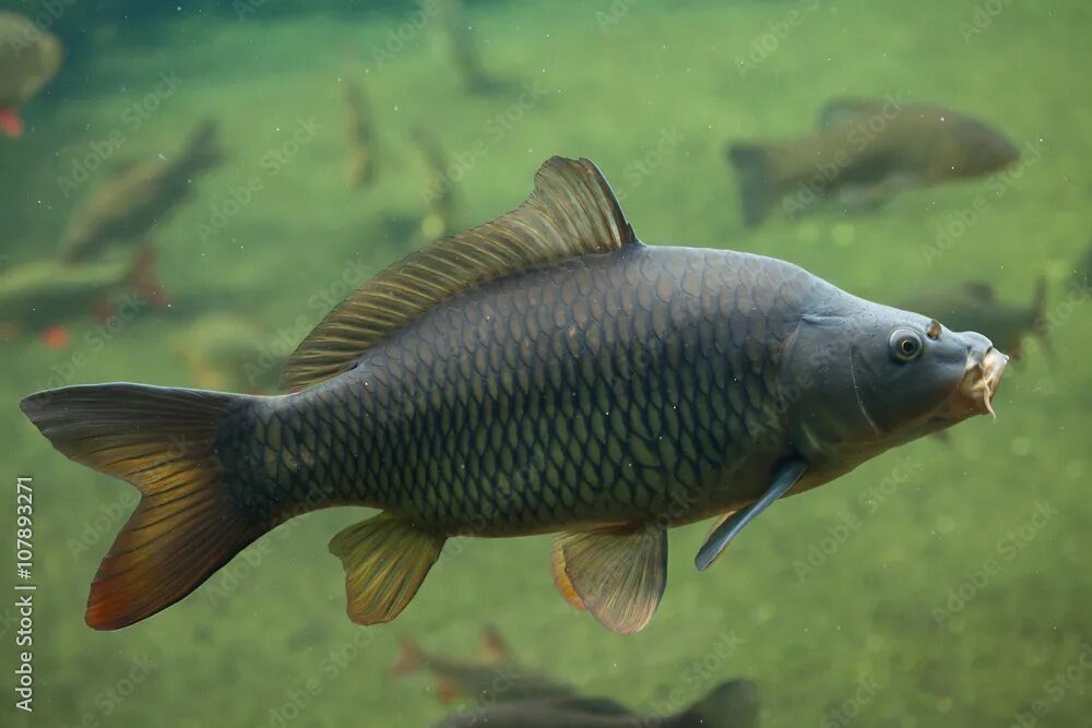 Карп рыба фото речной как выглядит Wild common carp (Cyprinus carpio). фотография Stock Adobe Stock