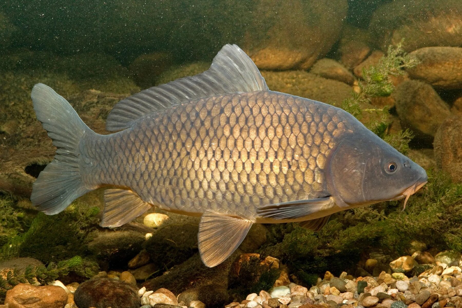 Карп рыба фото речной как выглядит Cyprinus Linnaeus, 1758) Род Ципринусы, Циприны, Карпы, Сазаны, Genus Cyprinus L