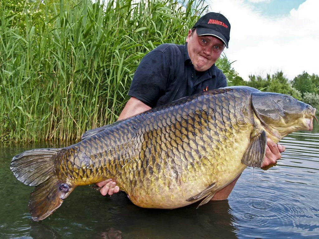 Карп рыба фото речной как выглядит World Record Common Carp Photo courtesy Dave Chilton, Krys. Flickr