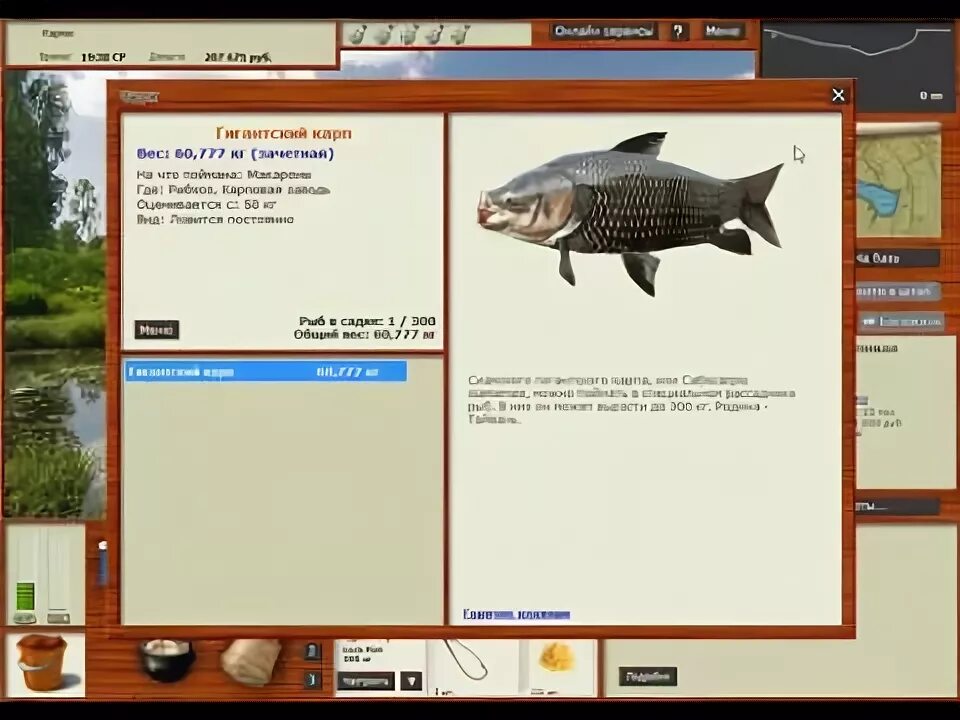 Карп рыбхоз на что ловить Русская рыбалка 3.99 Гигантский карп - YouTube