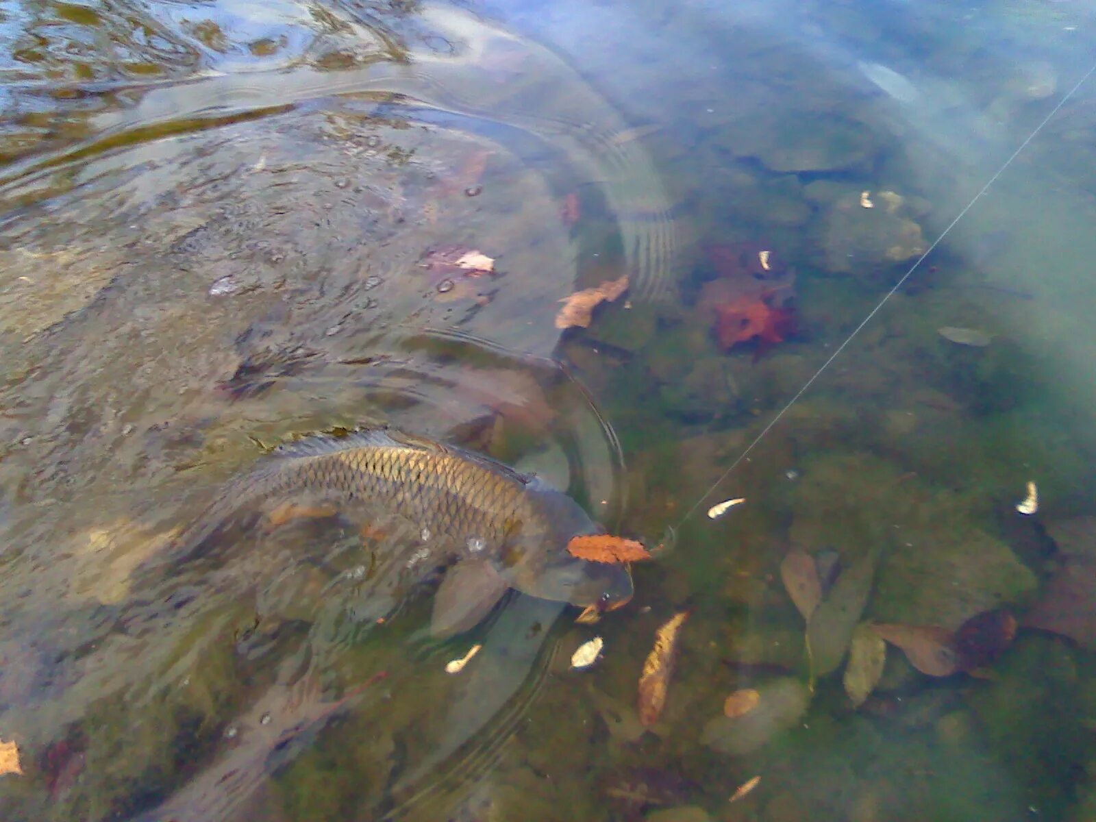 Карп в конце октября на что ловить fishing for carp bait for Sale,Up To OFF70