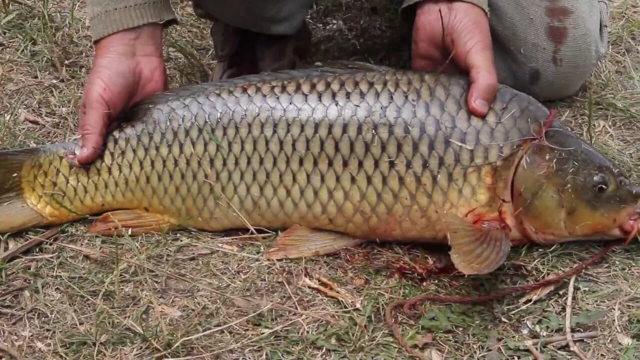 Карп в конце октября на что ловить Catching carp on a pond in july Ловля карпа на пруду - YouTube