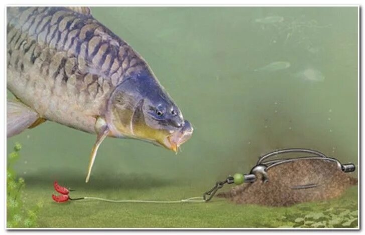 Карп в конце октября на что ловить ловля карпа на фидер Fish pet, Pets, Animals