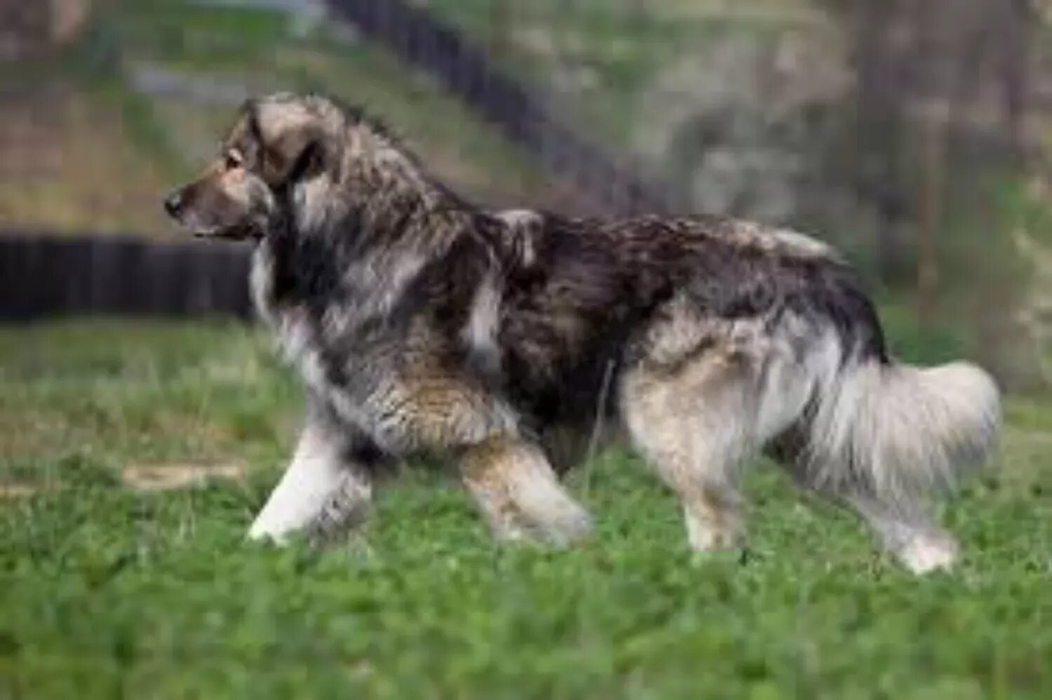 Карпатская овчарка фото Catalan Sheepdog vs Carpatin - Breed Comparison Petzlover