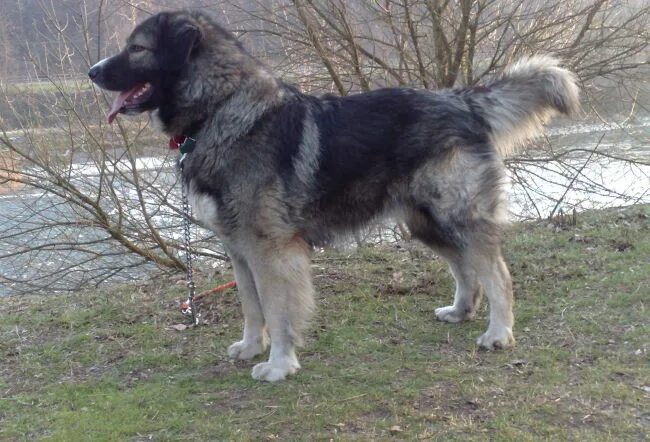 Карпатская овчарка фото Carpathian Shepherd dog photo Romanian Carpathian Shepherd Dog Caucasian shepher