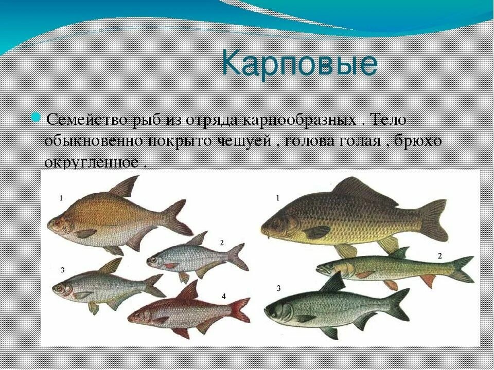Карповые рыбы фото Рыба и рыботовары - презентация