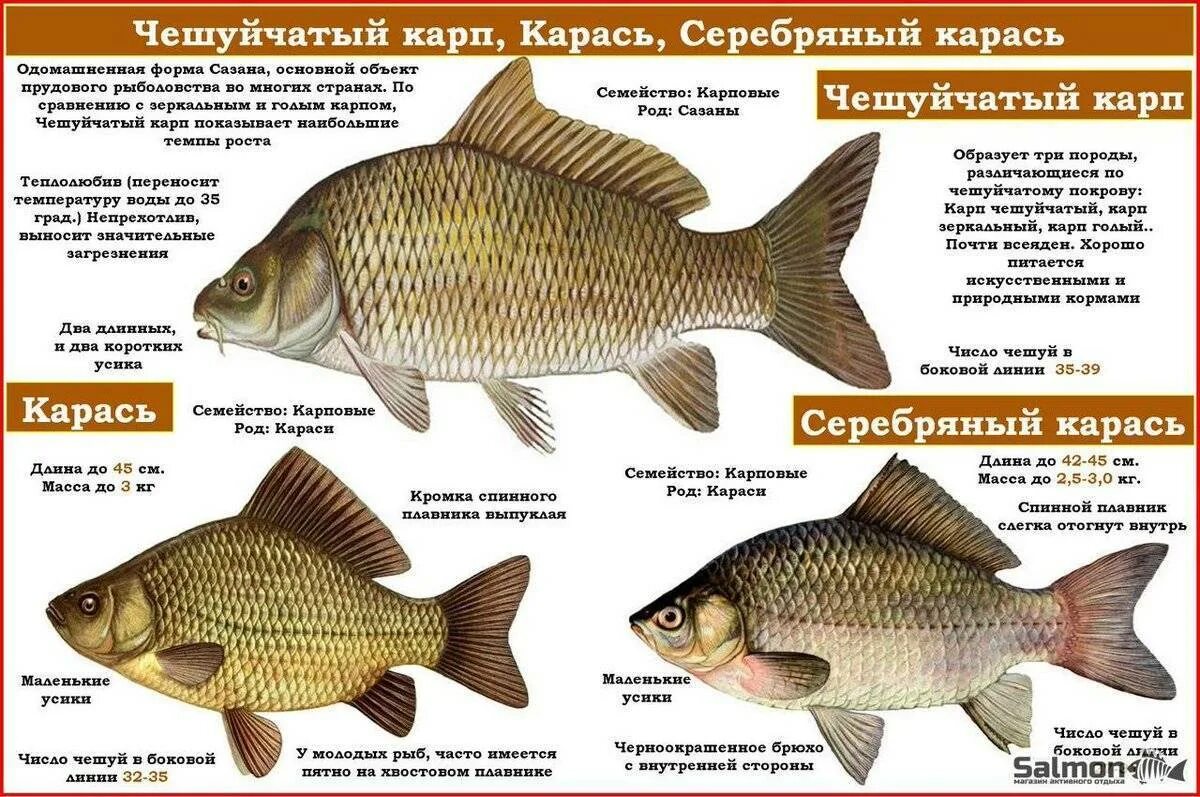 Карповые рыбы фото с названиями Карась описание - CoffeePapa.ru
