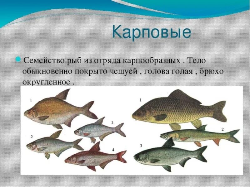 Карповые рыбы фото с названиями Рыба и рыботовары презентация, доклад