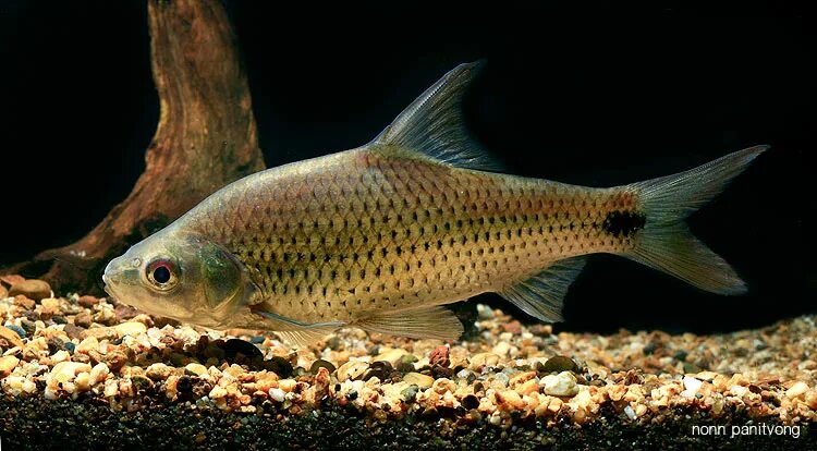 Карповые рыбы фото с названиями Seriously Fish - Feeling fishy?