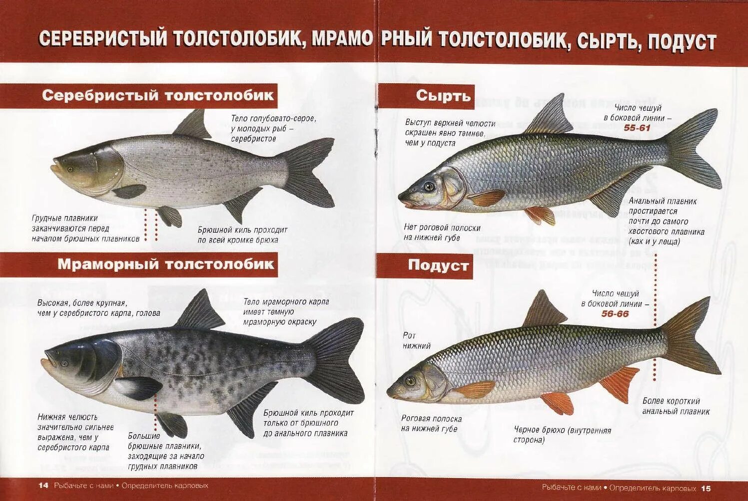 Карповые рыбы список с фото Карп или карповая рыба: сколько живет, хищник или нет?