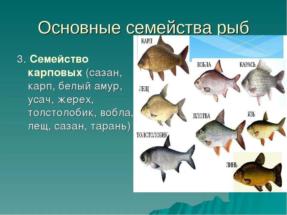 Карповые рыбы список с фото Карп - фото рыбы, где водится, чем питается и сколько растет, виды (зеркальный и