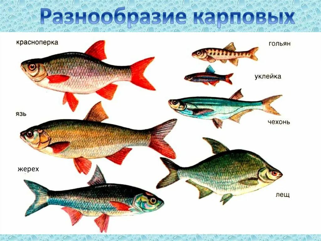 Карповые рыбы список с фото Промысловая рыба семейства карповых 5: найдено 68 изображений