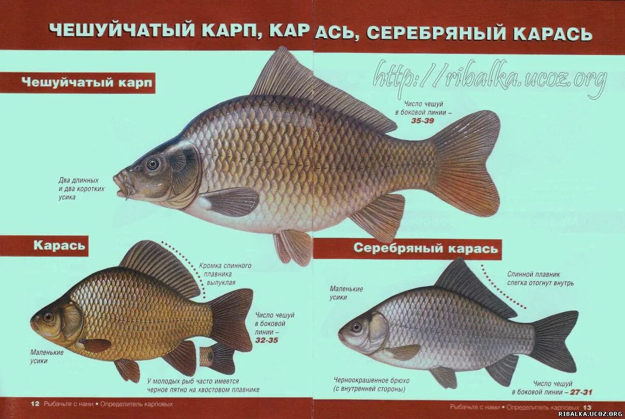 Карповые рыбы список с фото Определение вида рыб - Форум рыбаков